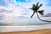 Palme bei Sonnenaufgang auf Punta Leona Beach, Provinz Puntarenas, Pazifikküste von Costa Rica, Mittelamerika