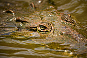 Amerikanisches Krokodil (Crocodylus acutus), Fluss Tarcoles, Nationalpark Carara, Provinz Puntarenas, Costa Rica, Mittelamerika