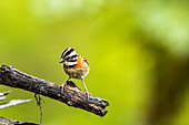 Rufous-Collared Sparrow (Zonotrichia capensis), San Gerardo de Dota, Provinz San Jose, Costa Rica, Mittelamerika