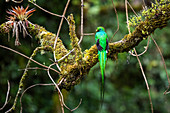 Resplendent Quetzal (Pharomachrus mocinno), San Gerardo de Dota, San Jose Province, Costa Rica, Central America