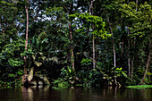 Tortuguero Nationalpark, Provinz Limon, Costa Rica, Mittelamerika