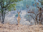 Ein erwachsener männlicher Impala (Aepyceros melampus), Süd-Luangwa-Nationalpark, Sambia, Afrika