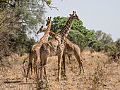 Adult male Thornicrofts giraffes (Giraffa camelopardalis thornicrofti), South Luangwa National Park, Zambia, Africa
