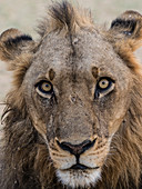 Ein erwachsener männlicher Löwe (Panthera Leo), South Luangwa National Park, Sambia, Afrika