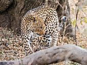 Ein erwachsener weiblicher Leopard (Panthera pardus), South Luangwa National Park, Sambia, Afrika