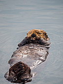 Ein erwachsener Seeotter (Enhydra lutris), der auf seinem Rücken im Hafen bei Kodiak, Kodiak Island, Alaska, Vereinigte Staaten von Amerika, Nordamerika ruht