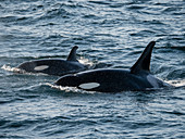 A pair of killer whales (Orcinus orca), surfacing in Kukak Bay, Katmai National Park, Alaska, United States of America, North America