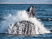 Humpback whale (Megaptera novaeangliae), lunge-feeding in Monterey Bay National Marine Sanctuary, California, United States of America, North America