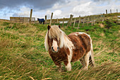 Red and white Shetland pony in field, a world famous unique and hardy breed, Westerwick, West Mainland, Shetland Isles, Scotland, United Kingdom, Europe