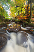 Herbstfarben bei Padley Gorge, Peak District Nationalpark, Derbyshire, England, Vereinigtes Königreich, Europa