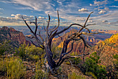 Grand Canyon Blick vom Osthang des Buggeln Hill am Südrand, Grand Canyon National Park, UNESCO-Weltkulturerbe, Arizona, Vereinigte Staaten von Amerika, Nordamerika