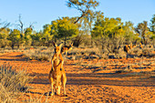Rotes Känguru (Macropus rufus), der auf dem roten Sand von Outback Zentralaustralien steht, bei Sonnenuntergang, Rotes Zentrum, Nordterritorium, Australien, Pazifik