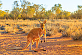Seitenansicht des roten Kängurus (Macropus rufus), der auf dem roten Sand von Outback Zentralaustralien steht, bei Sonnenuntergang, Rotes Zentrum, Northern Territory, Australien, Pazifik