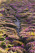 A path leads through the blooming heathland on the high plateau of Cap Frehels, Brittany, France.