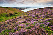 Blooming heathland with a sea view at Cap Frehel, Brittany, France.
