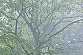 Treetop in the morning mist on an avenue in Calvados, Normandy.