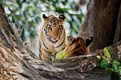 Zwei junge bengalische Tiger (Panthera tigris tigris), Tadoba Andhari Tiger Reserve, Bundesstaat Maharashtra, Indien, Asien