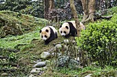 China, Provinz Sichuan, Ya'an, Bifengxia Panda Basis