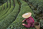 China, Sichuan province, Mingshan, statue of Wu Lizhen, tea garden, tea picker picking tea leaves