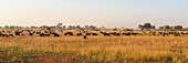 Herde afrikanischer Büffel (Kapbüffel) (Syncerus caffer), Buschmann-Ebene, Okavango-Delta, Botswana, Afrika