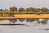 Aeiral view of Red Lechwe (Southern Lechwe) (Kobus leche), Okavango Delta, Botswana, Africa