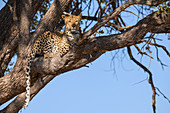 Female Leopard (Panthera pardus) in a tree, Khwai Private Reserve, Okavango Delta, Botswana, Africa
