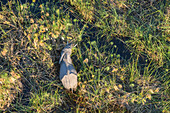 Aerial view of African Elephant (Loxodonta africana) amongst Papyrus, Macatoo, Okavango Delta, Botswana, Africa