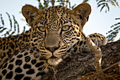 Leopard in tree (Panthera pardus), Kruger National Park, South Africa, Africa