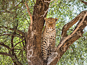 Ein erwachsener Leopard (Panthera pardus) ernährte sich von einem Warzenschwein, das er in einem Baum im Chobe-Nationalpark, Botswana, Afrika, hochgezogen hatte