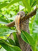 Erwachsenes Braunkehlfaultier (Bradypus variegatus), Detail mit drei Zehen, San Francisco, Amazonasbecken, Loreto, Peru, Südamerika