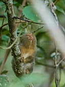 Erwachsener Zwergmurmeltier (Cebuella pygmaea), Lake Clavero, Amazonasbecken, Loreto, Peru, Südamerika