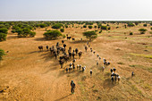 Luftaufnahme von Rindern, die sich zu einem Wasserloch bewegen, Gerewol-Festival, Balzwettbewerb unter den Wodaabe Fula, Niger, Westafrika, Afrika