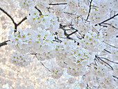 Cherry blossoms, Washington, DC, United States of America, North America