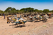 Caravan of Peul nomads with their animals in the Sahel of Niger, West Africa, Africa