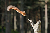 Eurasisches Eichhörnchen (Sciurus vulgaris), Schottland, Vereinigtes Königreich, Europa