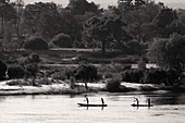 Einheimische fahren in traditionellen Mokoro-Kanus den Sambesi-Fluss hinunter, Sambia