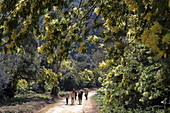 Hike to Col de la Cadiere during the mimosa blossom, Mandelieu-la-Napoule, Esterel Mountains, Provence-Alpes-Côte d'Azur, France