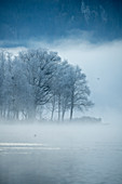 Grove of trees covered with hoarfrost on the banks of Lake Kochel, Bavaria, Germany.