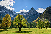 Sycamore maple in autumn leaves with Geiselstein in the background, Wankerfleck, Ammergau Alps, Ammer Mountains, Swabia, Bavaria, Germany