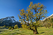 Sycamore maple in autumn leaves with gable in the background, Schwarzenbergalpe, Allgäu, Allgäu Alps, Swabia, Bavaria, Germany