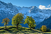 Bergahorn im Herbstlaub mit Allgäuer Alpen im Hintergrund, Schwarzenbergalpe, Allgäu, Allgäuer Alpen, Schwaben, Bayern, Deutschland