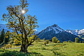 Bergahorn im Herbstlaub mit Giebel im Hintergrund, Schwarzenbergalpe, Allgäu, Allgäuer Alpen, Schwaben, Bayern, Deutschland
