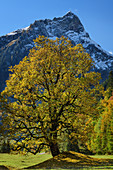 Sycamore maple in autumn leaves with gable in the background, Ostrachtal, Allgäu, Allgäu Alps, Swabia, Bavaria, Germany