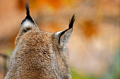 Luchs von hinten, Lynx, Bad Schandau, Nationalpark Sächsische Schweiz, Sächsische Schweiz, Elbsandstein, Sachsen, Deutschland