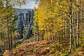 Herbstlich verfärbte Birke mit Felstürmen im Hintergrund, Bielatal, Nationalpark Sächsische Schweiz, Sächsische Schweiz, Elbsandstein, Sachsen, Deutschland