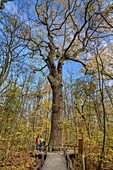Man and woman while hiking looking at Columbus Oak, Columbus Oak, Hainich National Park, Thuringia, Germany