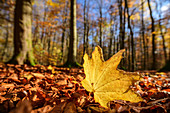 Autumnal discolored maple leaf on the forest floor, Hainich National Park, Thuringia, Germany