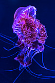 Nettle jellyfish in the aquarium of the Rostock Zoo, Germany, Mecklenburg-Western Pomerania, Baltic Sea