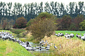 Cranes drink and bathe in the brook, Germany, Brandenburg, Linum