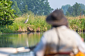 Kayak driver observes gray heron, Germany, Brandenburg, Spreewald